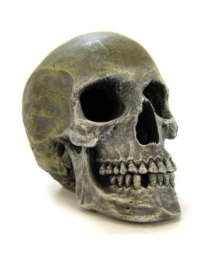 Blue Ribbon Human Skull Ornament - 7.5"L x 5"W x 6"H