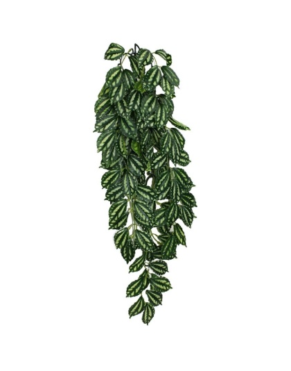 Komodo Two-Tone Hanging Vine Terrarium Plant - Large - 1 count