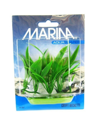 Marina Foreground Crypt Becketti Aquarium Plant - Foreground Crypt Becketti Aquarium Plant