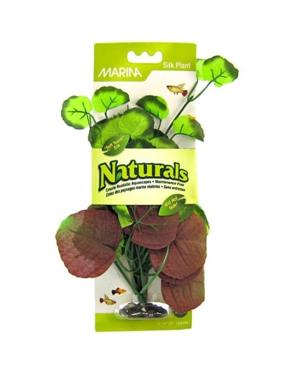 Marina Silk Pennywort Aquarium Plant - Red & Green - Medium (8" Tall)