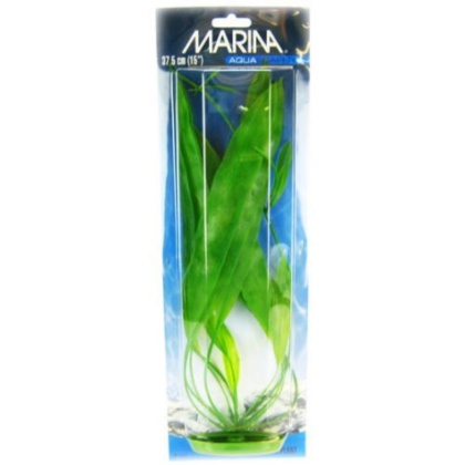 Marina Amazon Sword Plant - 15" Tall