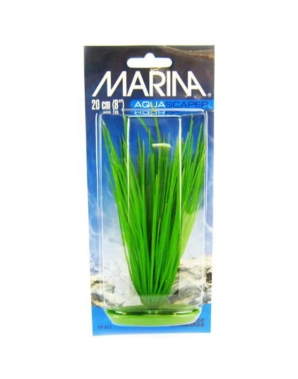 Marina Hairgrass Plant - 8" Tall