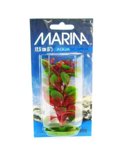 Marina Red Ludwigia Plant - 5" Tall