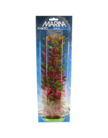 Marina Red Ludwigia Plant - 15" Tall