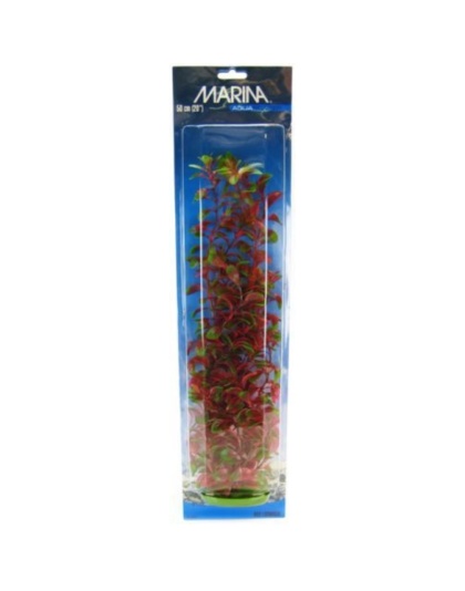 Marina Red Ludwigia Plant - 20" Tall